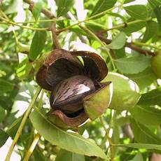 Dried Nut