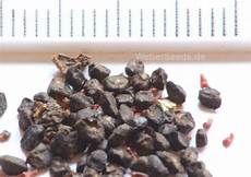 Dried Nut
