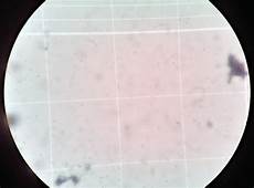 Drying Kveik Yeast