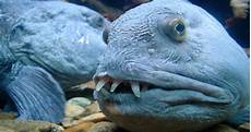 Eel Fish