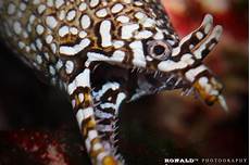 Eel Fish