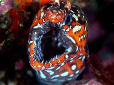 Eel Fish