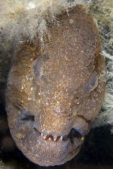 Eel Fish
