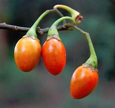 Fruit Jams