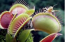 Instant Coffee For Plants