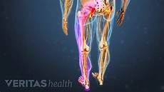 Leg Backbone