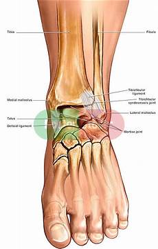 Leg Backbone