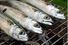 Mackerel Tilepia