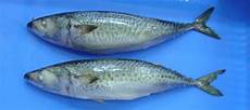 Mackerel Tilepia