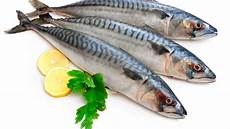 Mackerel Tilepia
