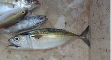 Mackerel Tilepia