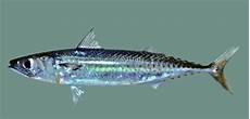 Mackerel Tilepia
