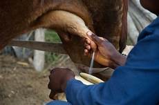 Milking