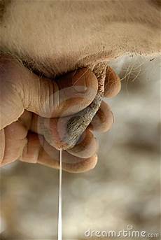 Milking