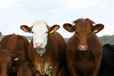 Milking