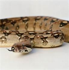 Natural Snake Sweets