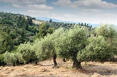 Olive Grove