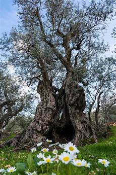 Olive Grove