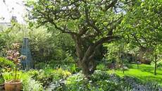 Olive Orchard