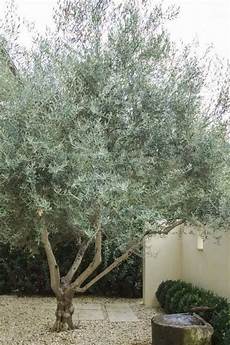 Olive Orchard