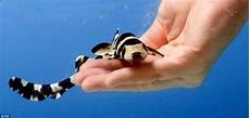 Pet Water