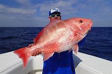 Snapper