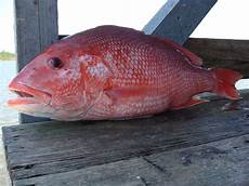 Snapper