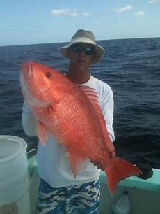 Snapper