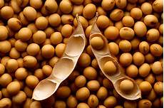 Soy Gluten