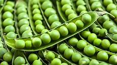 Soy Protein