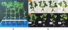 Soybean Enzyme