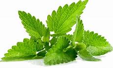Stevia Fructose