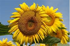 Sunflower Oil