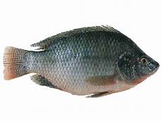 Tilapia
