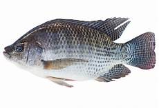 Tilapia