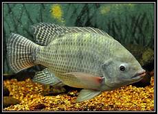 Tilapia