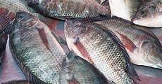 Tilepia Trout