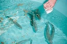 Tilepia Trout