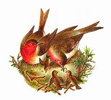 Weaver Chicken